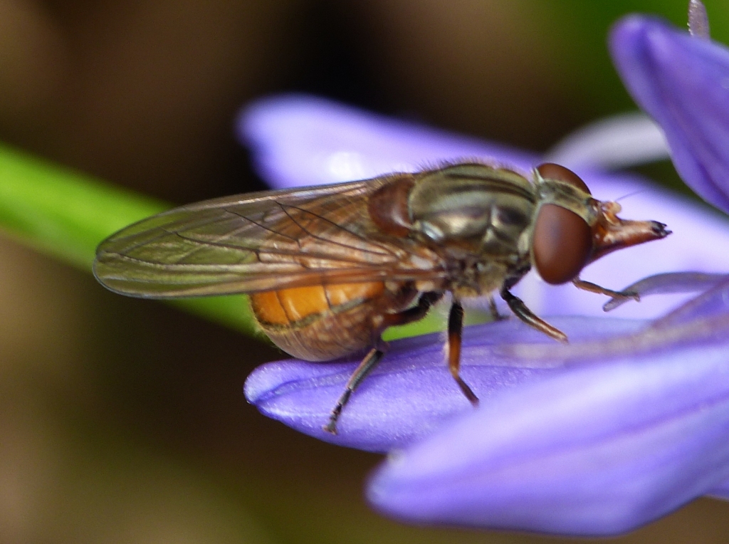 Rhingia2013