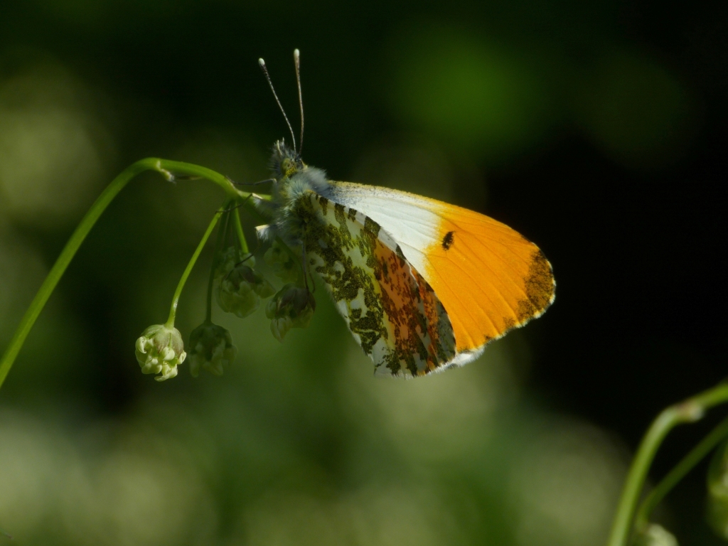 OrangeTip2013