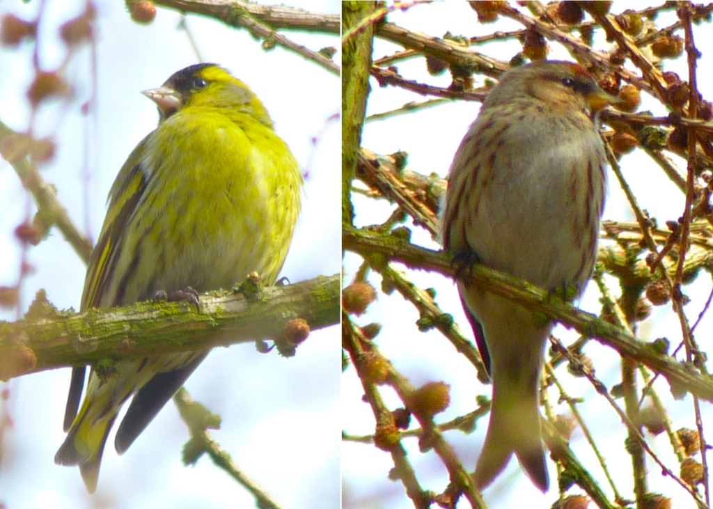 Siskin2013