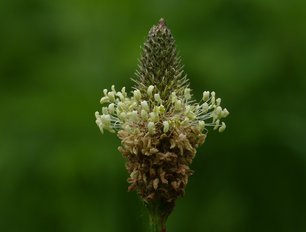 RibWort