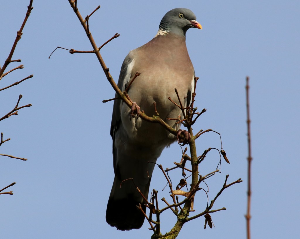 Wood Pigeon