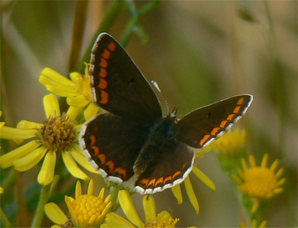 Brown Argus